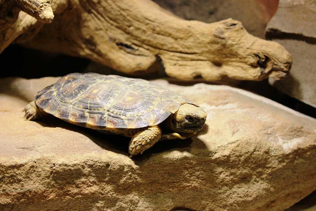 Spaltenschildkröten als neue Bewohner im Neunkircher Zoo. (Foto: Andres, Neunkircher Zoo)﻿