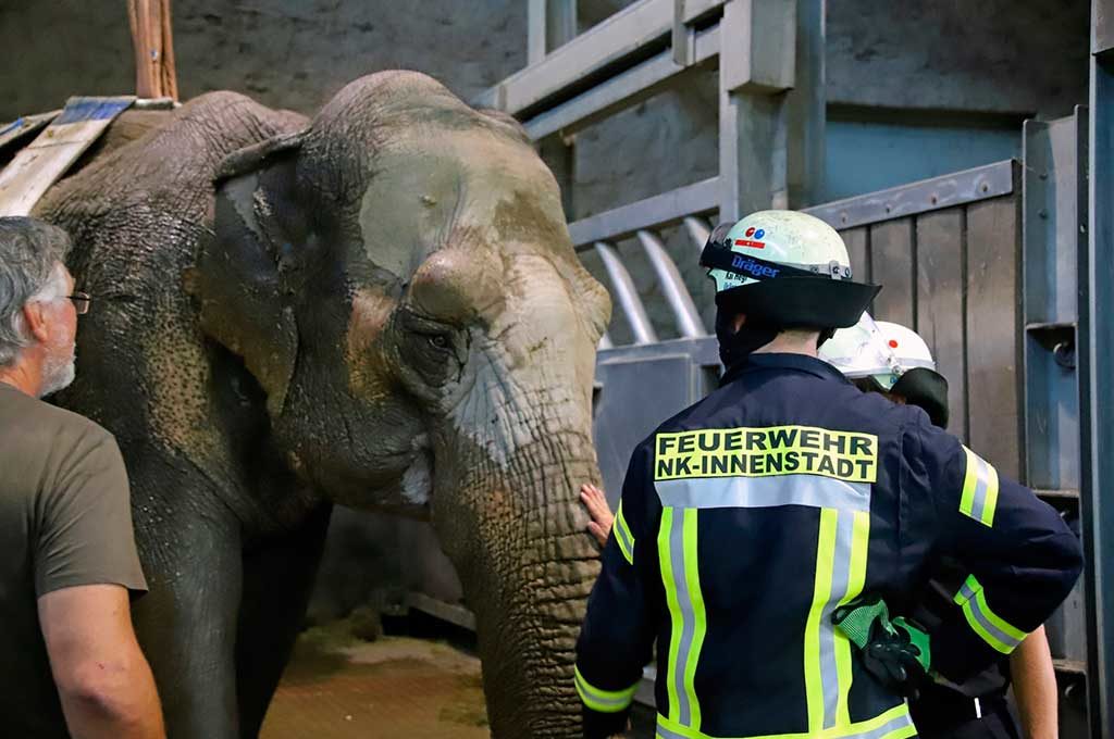 Fest liegende Elefantenkuh RANI im Neunkircher Zoo konnte zum zweiten Mal wieder aufgerichtet werden