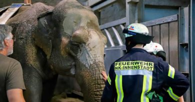 Fest liegende Elefantenkuh RANI im Neunkircher Zoo konnte zum zweiten Mal wieder aufgerichtet werden