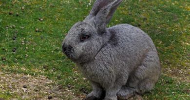 Nicht nur Eier und Hasen zu Ostern. (Foto: Thomas Reinhardt)