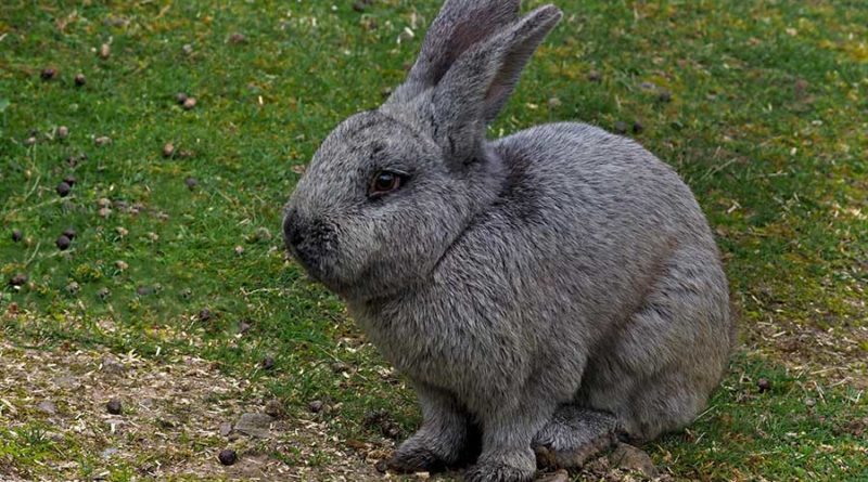 Nicht nur Eier und Hasen zu Ostern. (Foto: Thomas Reinhardt)
