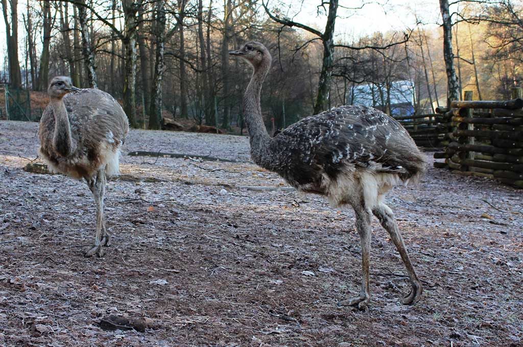 Darwin-Nandus als Neuankömmlinge im Neunkircher Zoo. (Foto: Neunkircher Zoo)