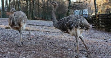 Darwin-Nandus als Neuankömmlinge im Neunkircher Zoo. (Foto: Neunkircher Zoo)
