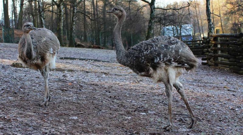 Darwin-Nandus als Neuankömmlinge im Neunkircher Zoo. (Foto: Neunkircher Zoo)