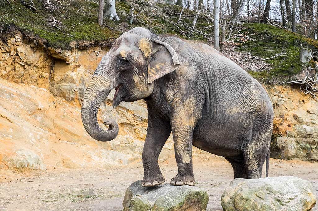 Asiatische Elefantenkuh KIRSTY im Neunkircher Zoo. (Foto: Bittner.photography)