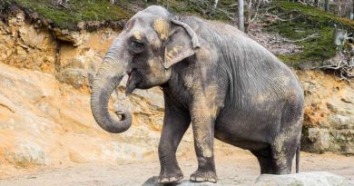 Asiatische Elefantenkuh KIRSTY im Neunkircher Zoo. (Foto: Bittner.photography)
