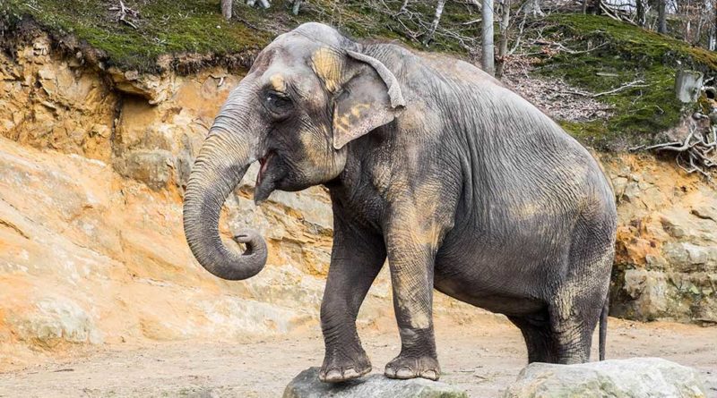 Asiatische Elefantenkuh KIRSTY im Neunkircher Zoo. (Foto: Bittner.photography)