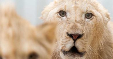 Zwei Löwenbrüder sind auf der Durchreise für wenige Monate im Neunkircher Zoo. (Foto: Bittner.photography)