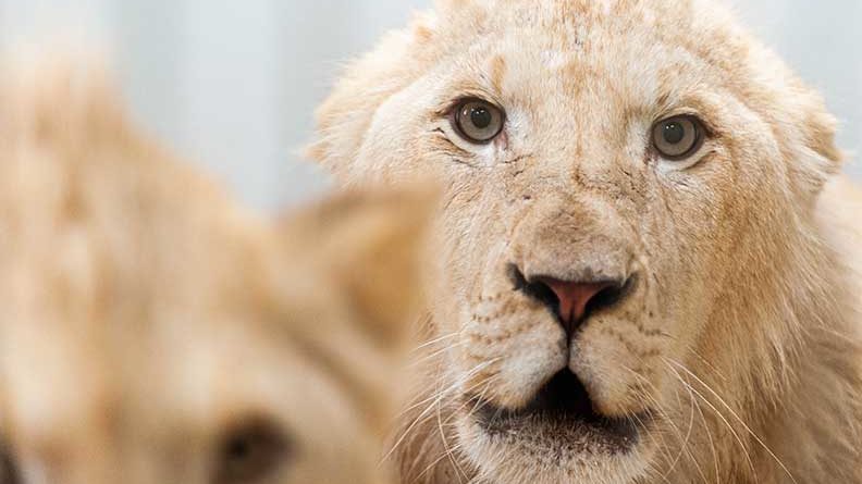 Zwei Löwenbrüder sind auf der Durchreise für wenige Monate im Neunkircher Zoo. (Foto: Bittner.photography)