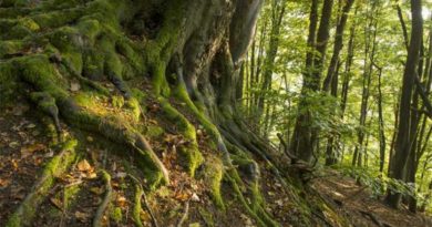 Wandern im Schatten. (Foto:Klaus-Peter Kappest)