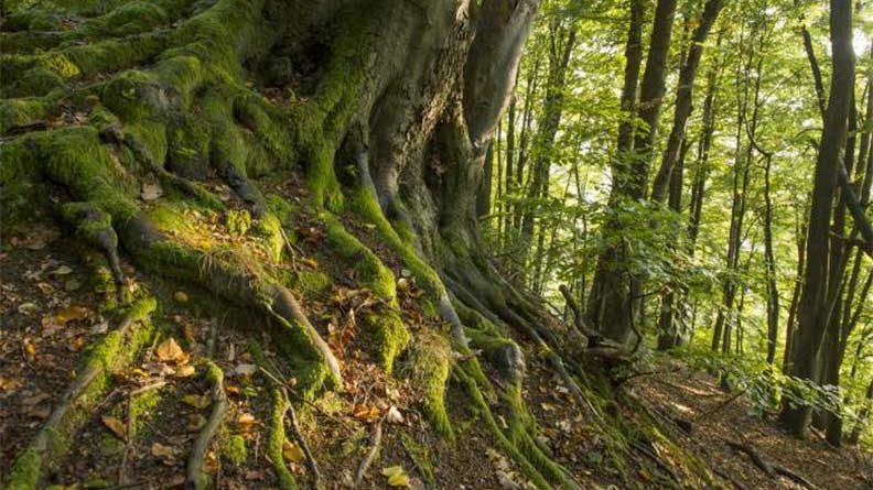 Wandern im Schatten. (Foto:Klaus-Peter Kappest)