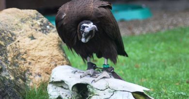 Der Kappengeier. Foto: Zoofalknerei Neunkirchen