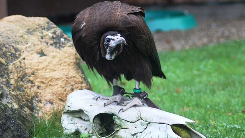 Der Kappengeier. Foto: Zoofalknerei Neunkirchen