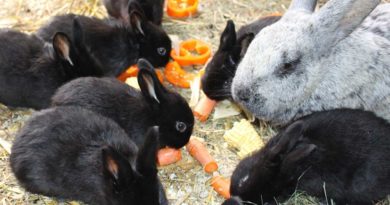 Nicht nur Drillinge zu Ostern. (Foto: Neunkircher Zoologischer Garten GmbH)