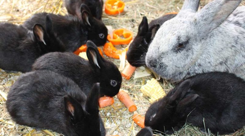 Nicht nur Drillinge zu Ostern. (Foto: Neunkircher Zoologischer Garten GmbH)